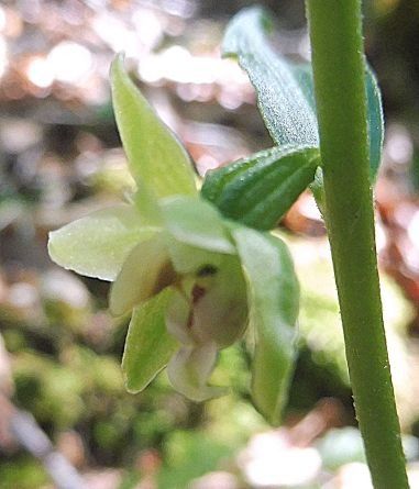 Epipactis leptochila var. neglecta  - Laurent Fourneret