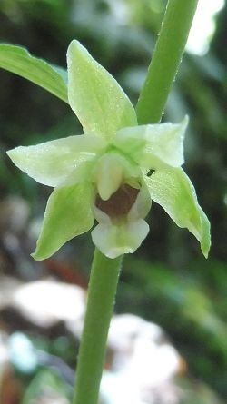 Epipactis leptochila var. neglecta  - Laurent Fourneret