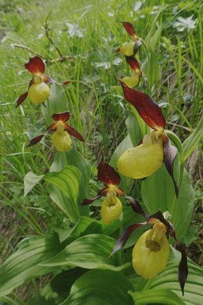 Cypripedium calceolus  - Laurent Fourneret