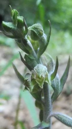 Epipactis microphylla  - Laurent Fourneret