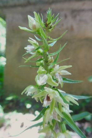 Epipactis leptochila var. neglecta  - Laurent Fourneret