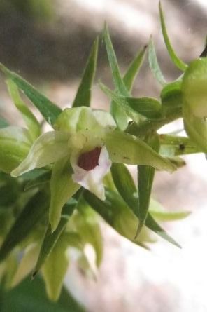 Epipactis leptochila var. neglecta  - Laurent Fourneret