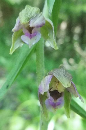 Epipactis leptochila  - Laurent Fourneret