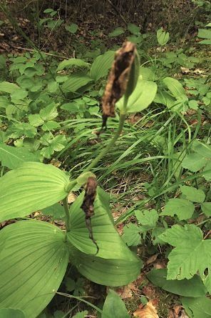 Cypripedium calceolus  - Laurent Fourneret