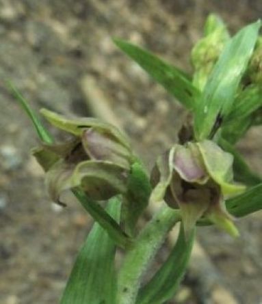 Epipactis leptochila var. neglecta  - Laurent Fourneret