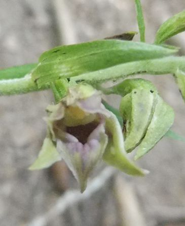 Epipactis leptochila var. neglecta  - Laurent Fourneret