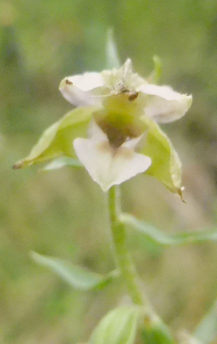 Epipactis leptochila  - Laurent Fourneret