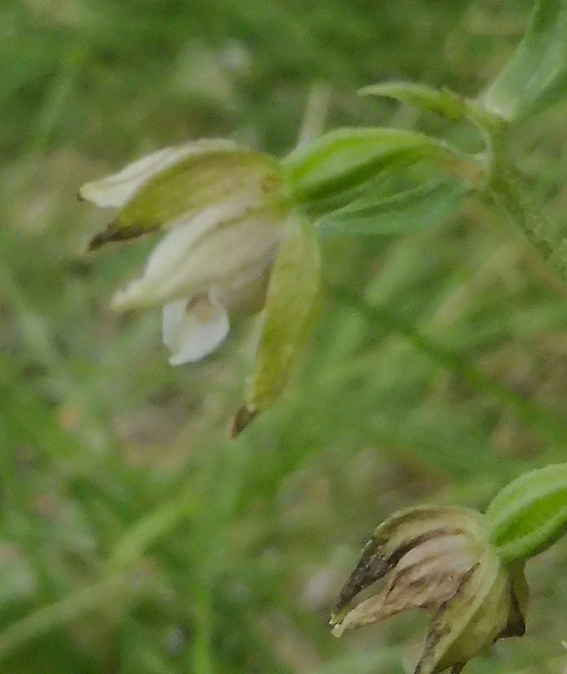 Epipactis leptochila  - Laurent Fourneret
