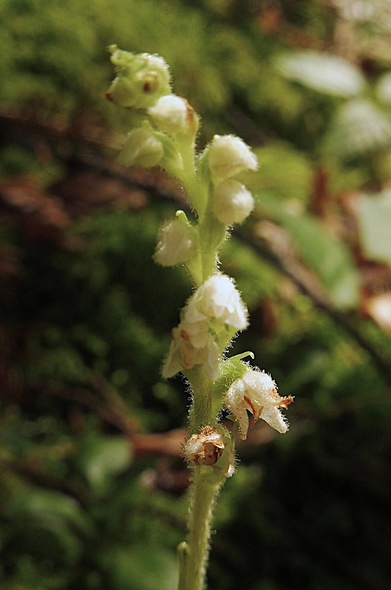 Goodyera repens  - Laurent Fourneret