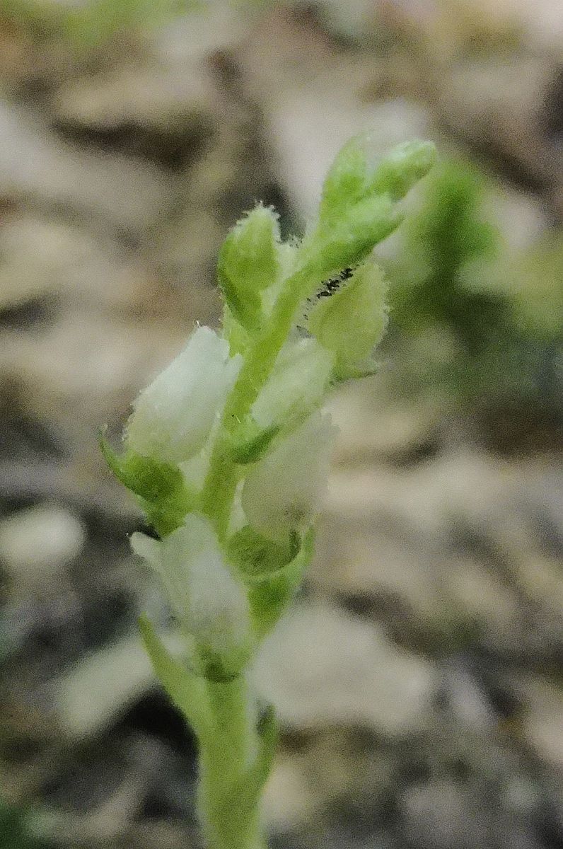 Goodyera repens  - Laurent Fourneret