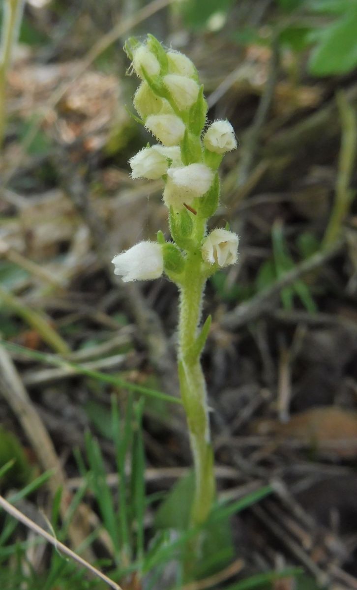 Goodyera repens  - Laurent Fourneret