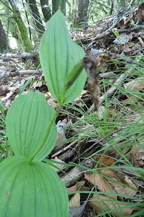 Cypripedium calceolus  - Laurent Fourneret