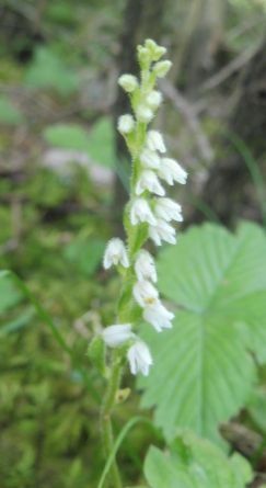 Goodyera repens  - Laurent Fourneret