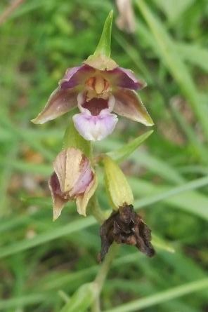 Epipactis helleborine  - Laurent Fourneret