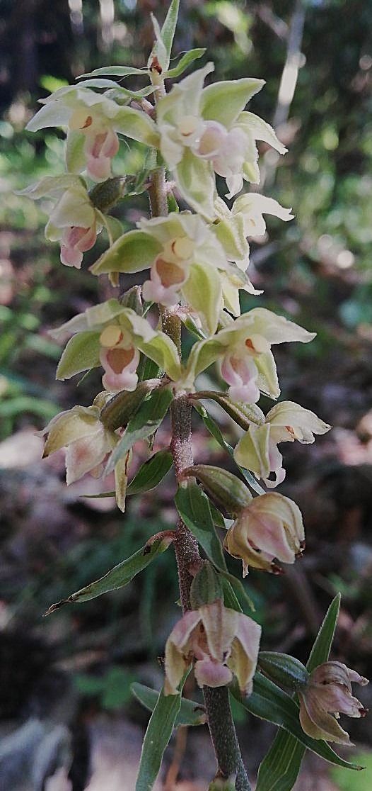 Epipactis purpurata  - Laurent Fourneret