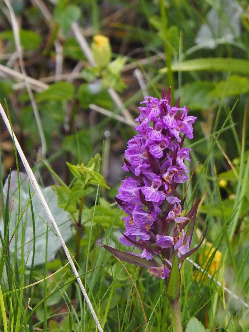 Dactylorhiza fuchsii  - Monique Souben