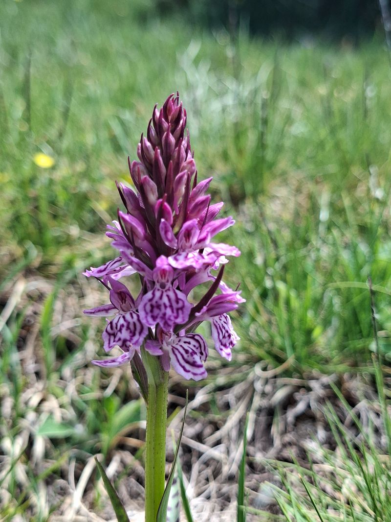 Dactylorhiza maculata  - Katell Gross