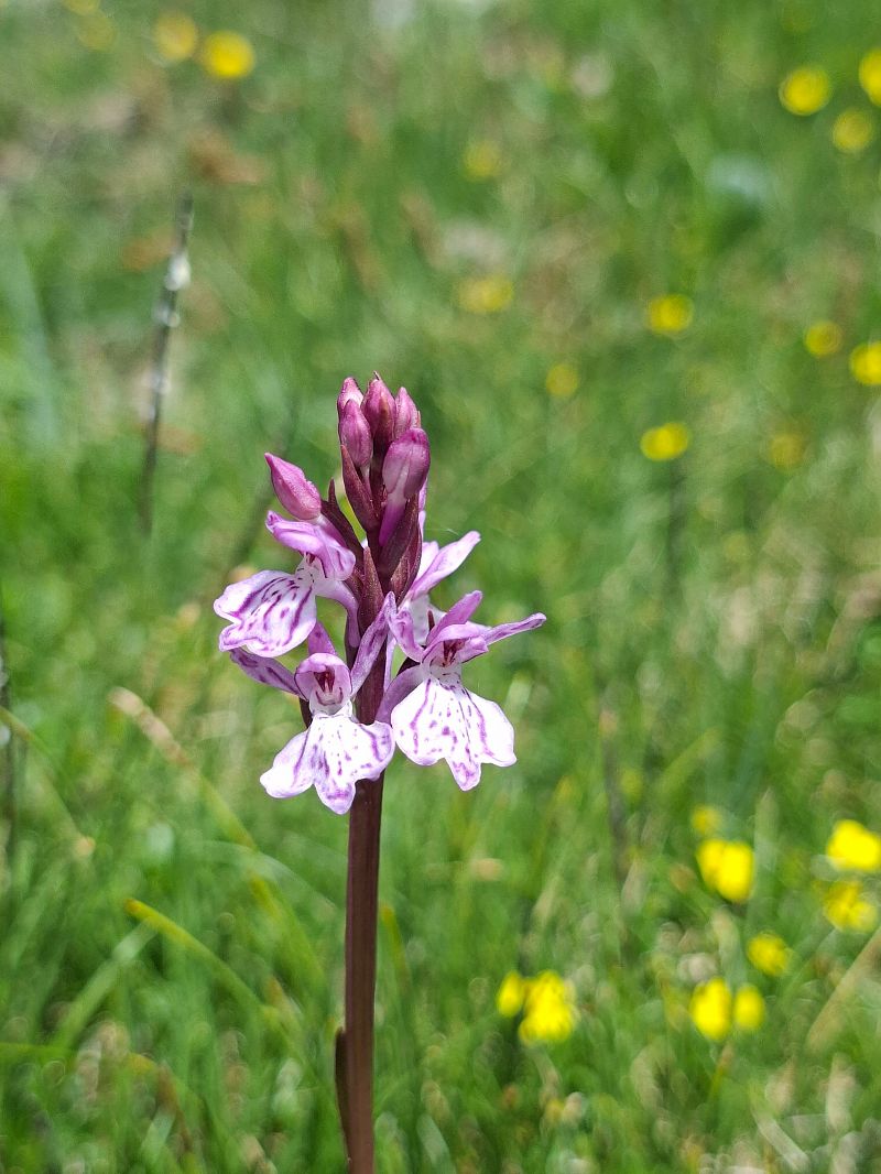 Dactylorhiza maculata  - Katell Gross
