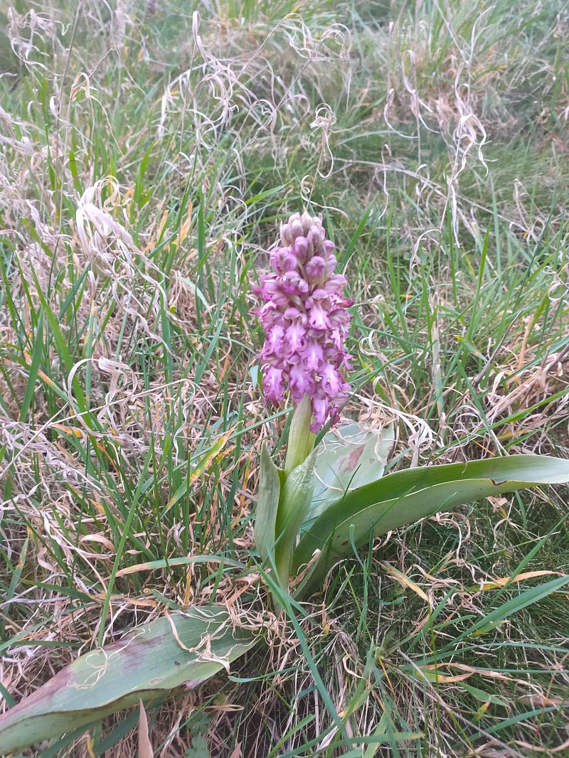 Himantoglossum robertianum  - Jean Chatelus