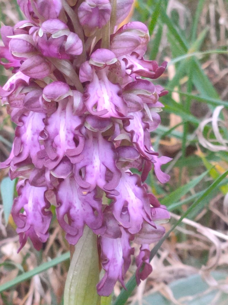 Himantoglossum robertianum  - Jean Chatelus