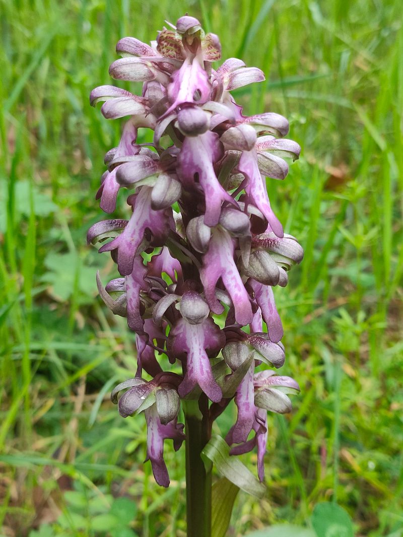 Himantoglossum robertianum  - Jean Chatelus