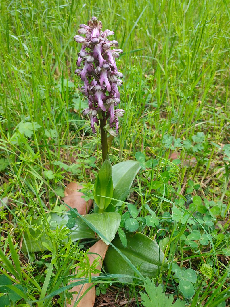Himantoglossum robertianum  - Jean Chatelus