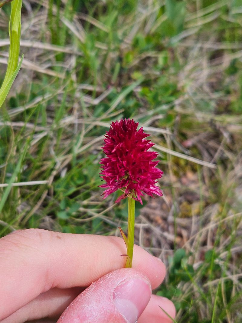 Gymnadenia corneliana f. bourneriasii  - Louison Vannier