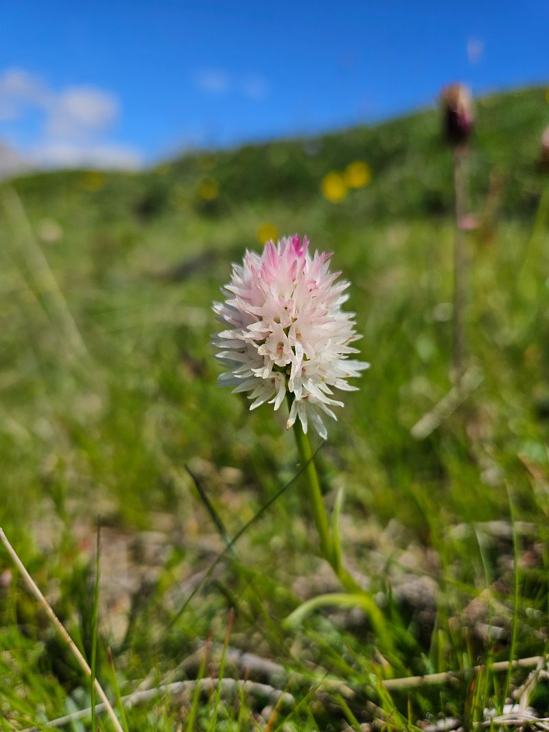 Gymnadenia corneliana f. vesubiana  - Louison Vannier