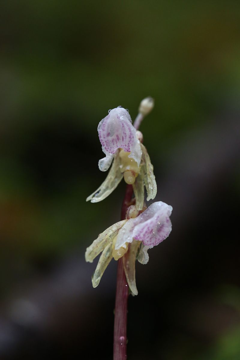 Epipogium aphyllum  - Louison Vannier