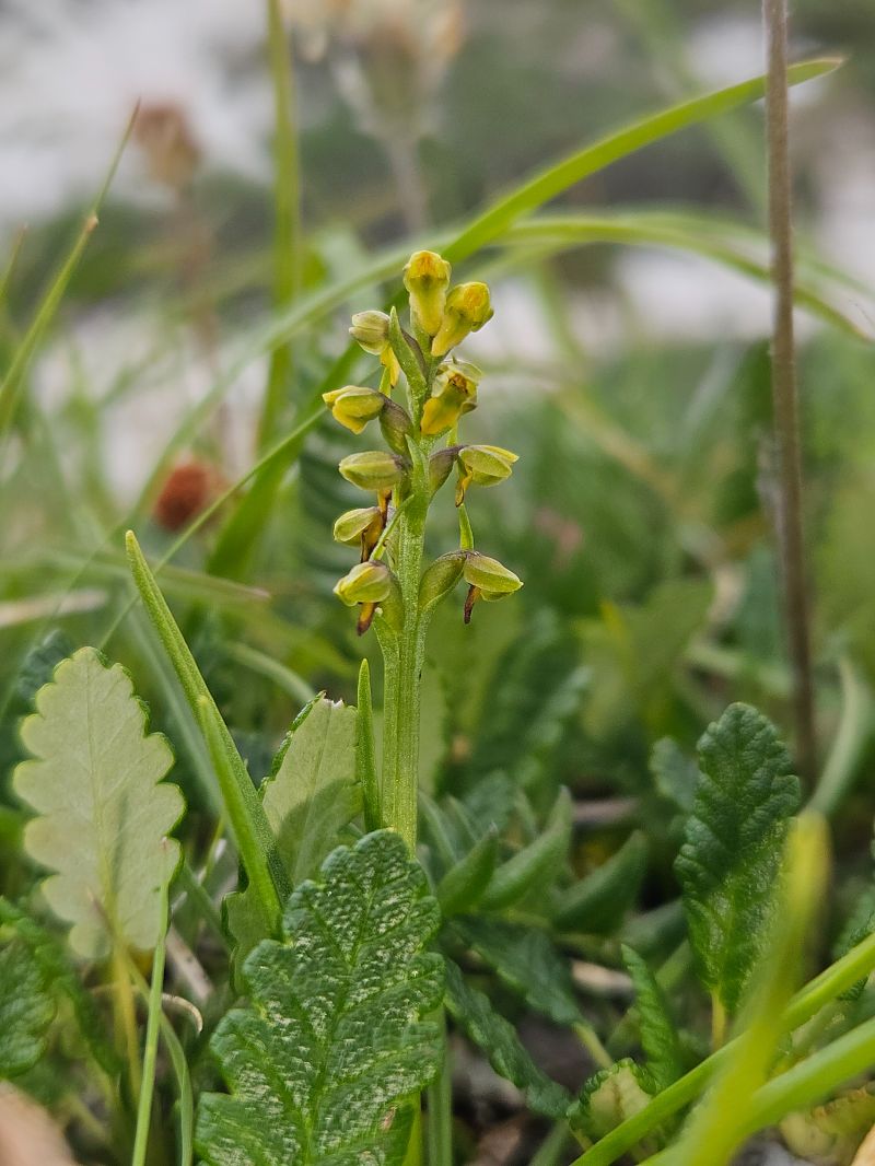 Chamorchis alpina  - Louison Vannier