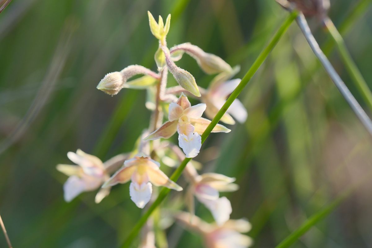 Epipactis palustris  - François Jauzelon