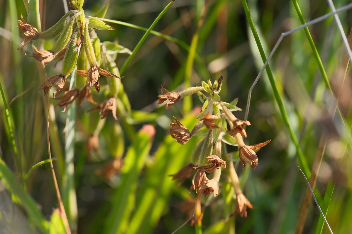 Epipactis palustris  - François Jauzelon