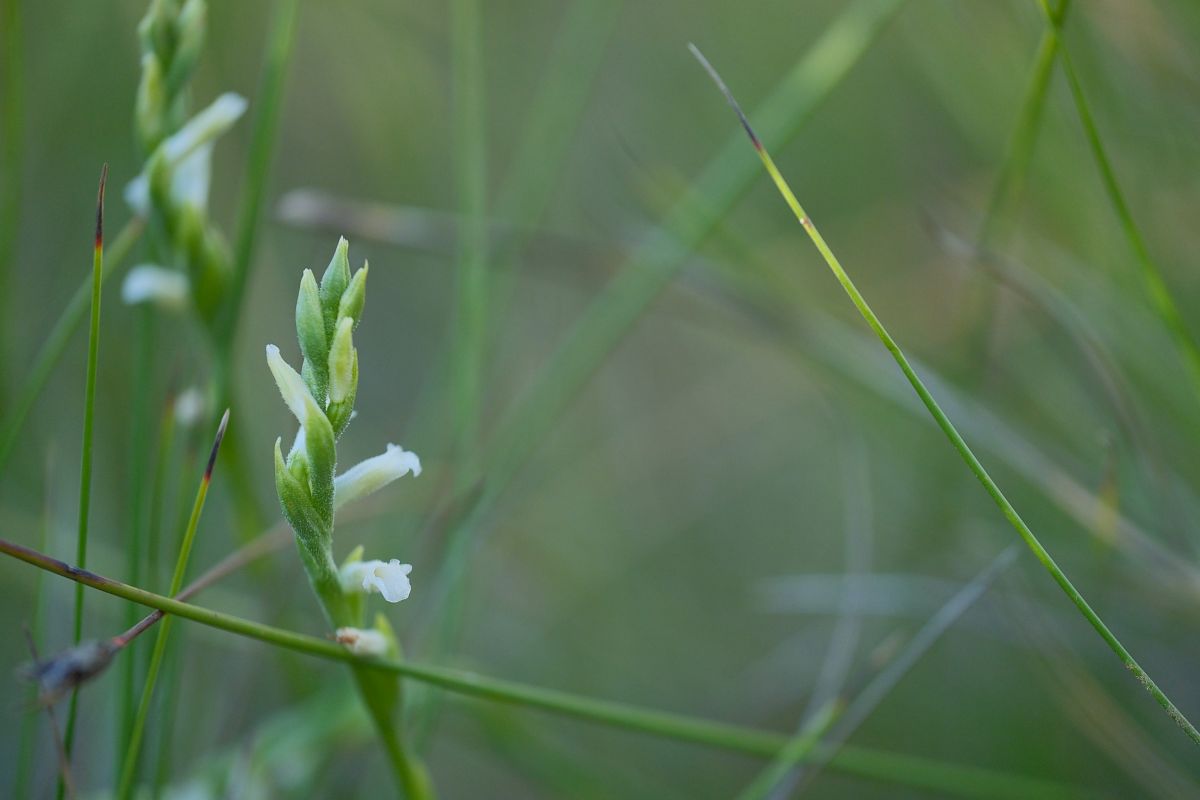 Spiranthes aestivalis  - François Jauzelon