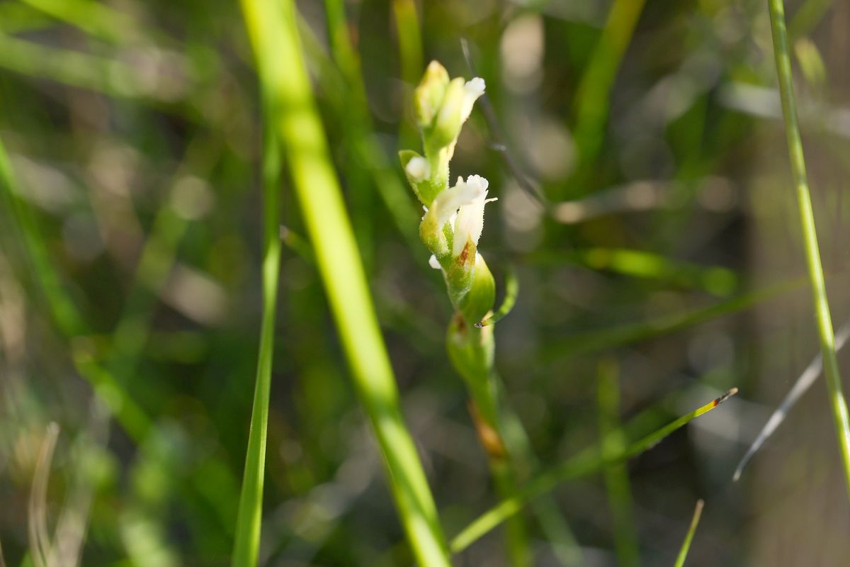Spiranthes aestivalis  - François Jauzelon