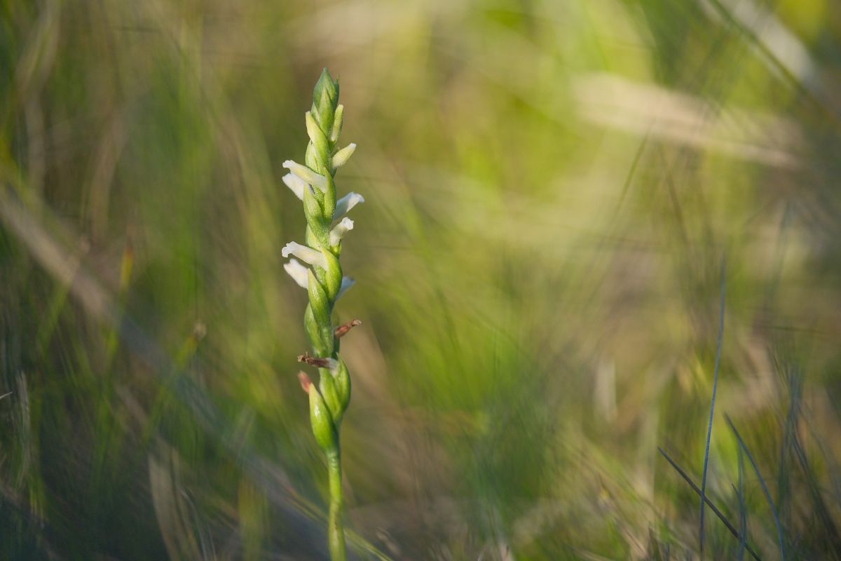 Spiranthes aestivalis  - François Jauzelon