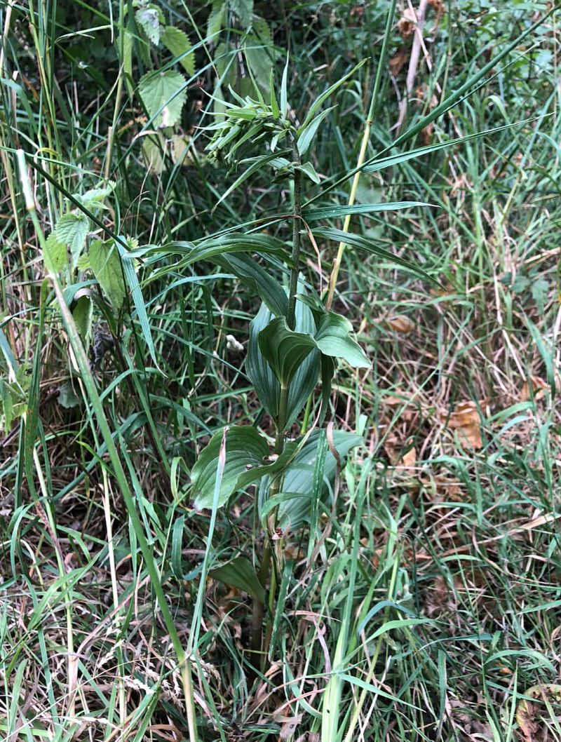 Epipactis helleborine  - Armelle Bass