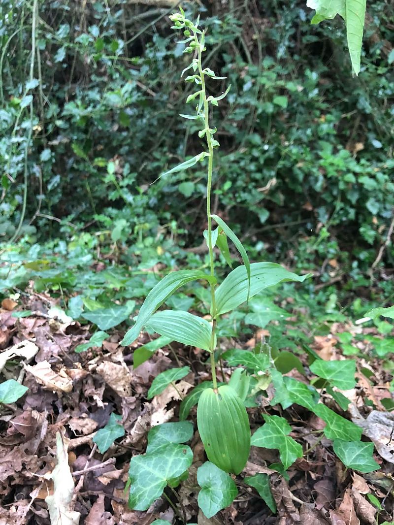 Epipactis helleborine  - Armelle Bass