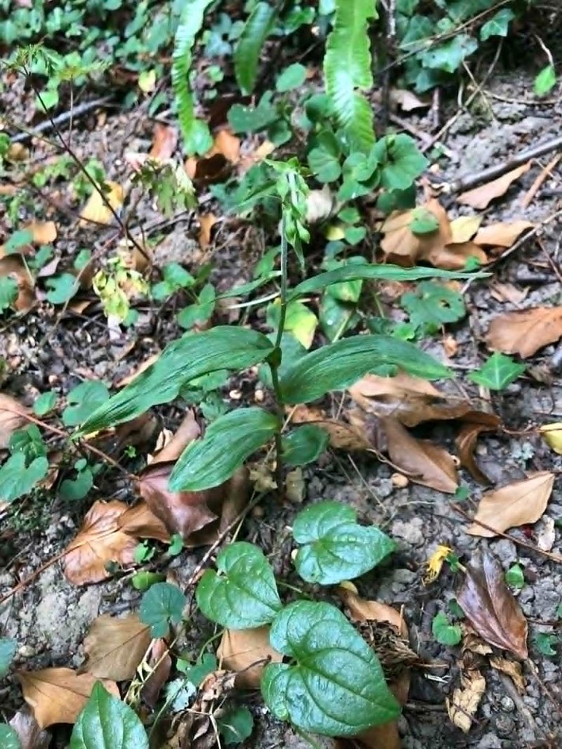 Epipactis helleborine  - Armelle Bass