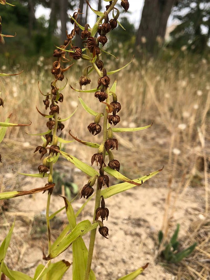 Epipactis neerlandica  - Armelle Bass