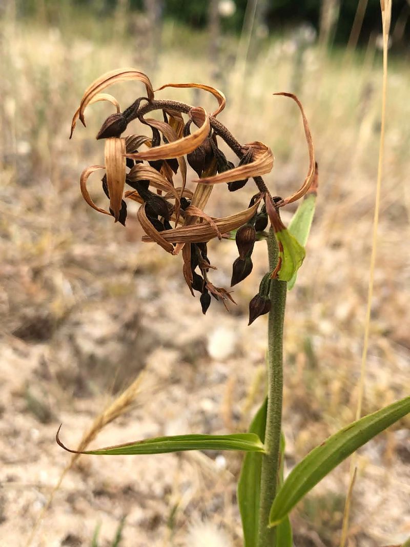 Epipactis neerlandica  - Armelle Bass