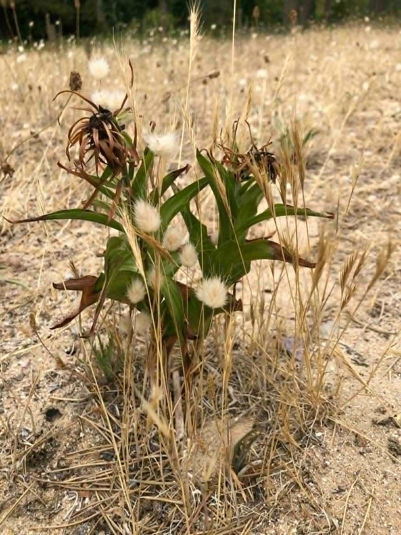 Epipactis neerlandica  - Armelle Bass