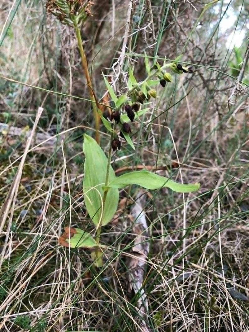 Epipactis neerlandica  - Armelle Bass