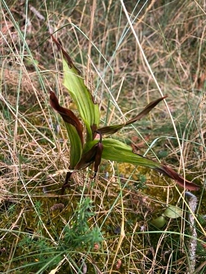 Epipactis neerlandica  - Armelle Bass
