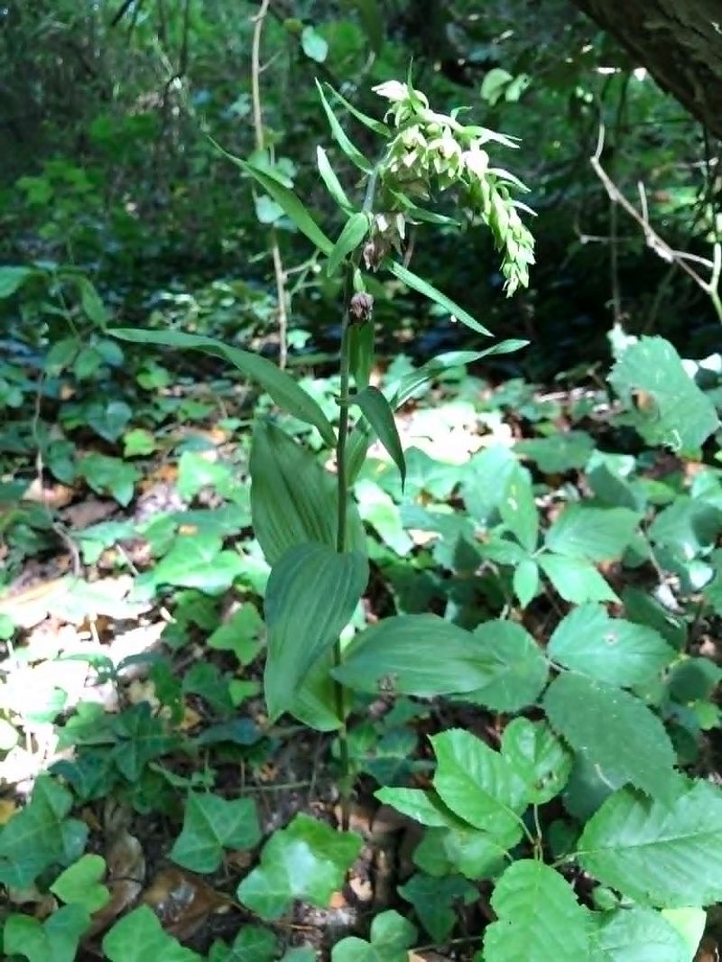Epipactis helleborine  - Armelle Bass