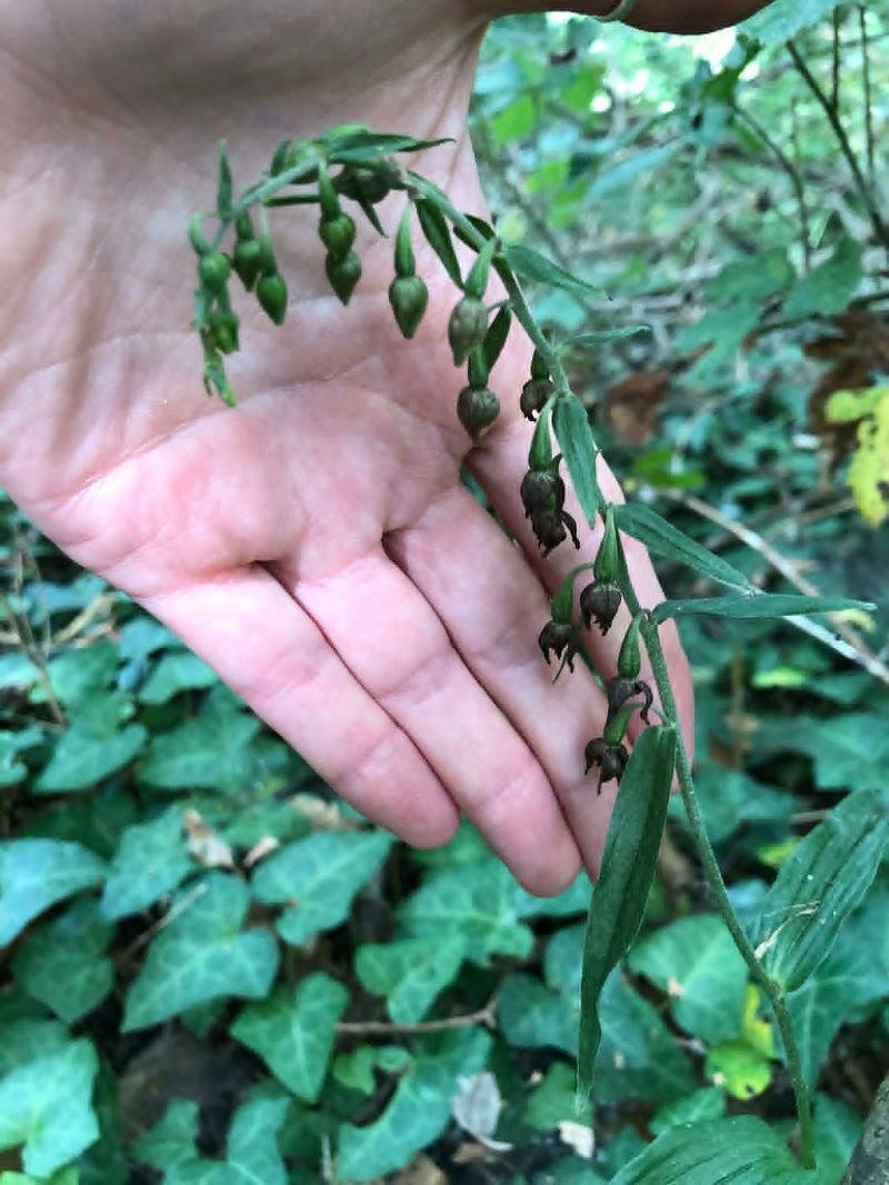Epipactis helleborine  - Armelle Bass