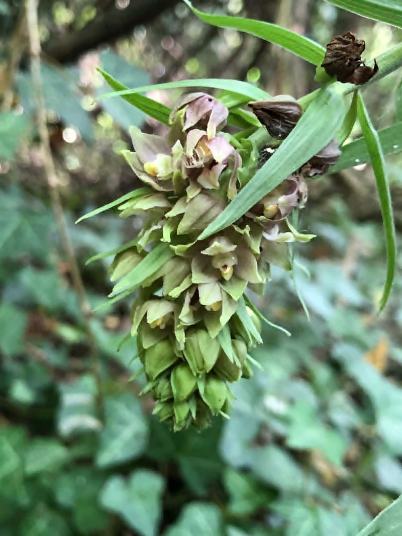 Epipactis helleborine  - Armelle Bass