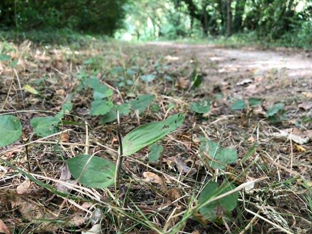 Epipactis helleborine  - Armelle Bass