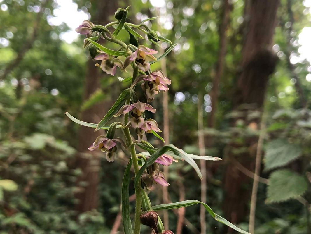 Epipactis helleborine  - Armelle Bass
