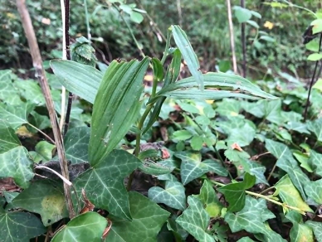 Epipactis helleborine  - Armelle Bass