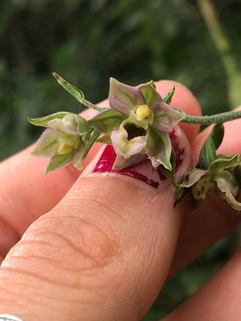 Epipactis helleborine  - Armelle Bass